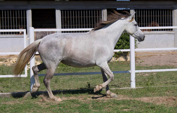 yegua española torda