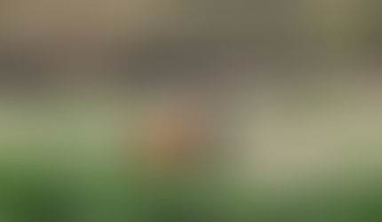 EL MANEJO DE TU POTRO.