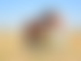 Lenguaje corporal en equinos e interacción humana.