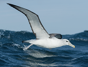 uccello marino in volo, Seevogel im Flug, seabird in flight, albatros, albatross, , 
