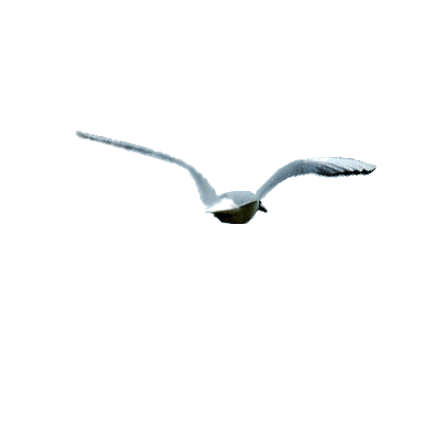 Mouette vol.gif