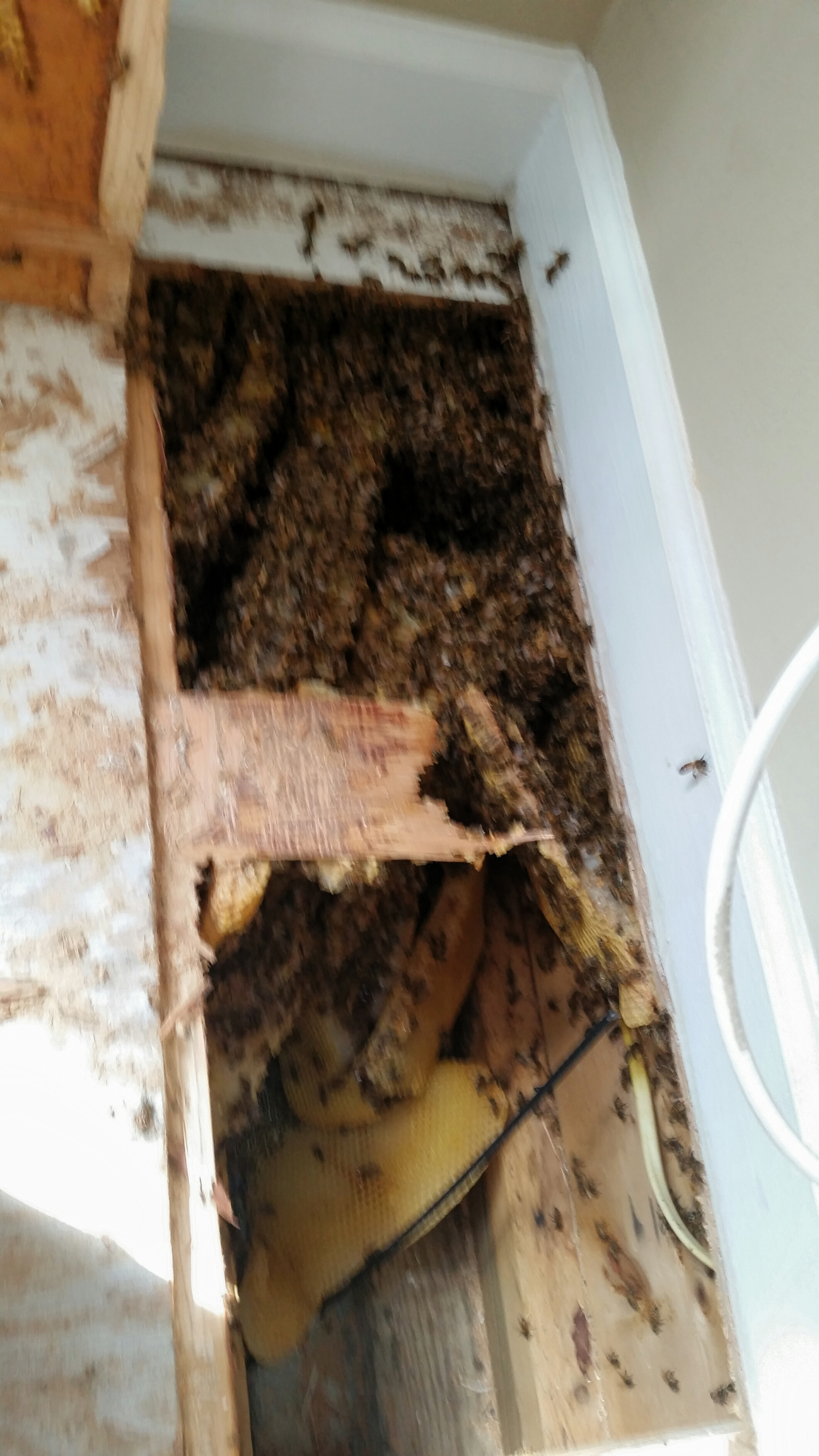 maryland bee removal