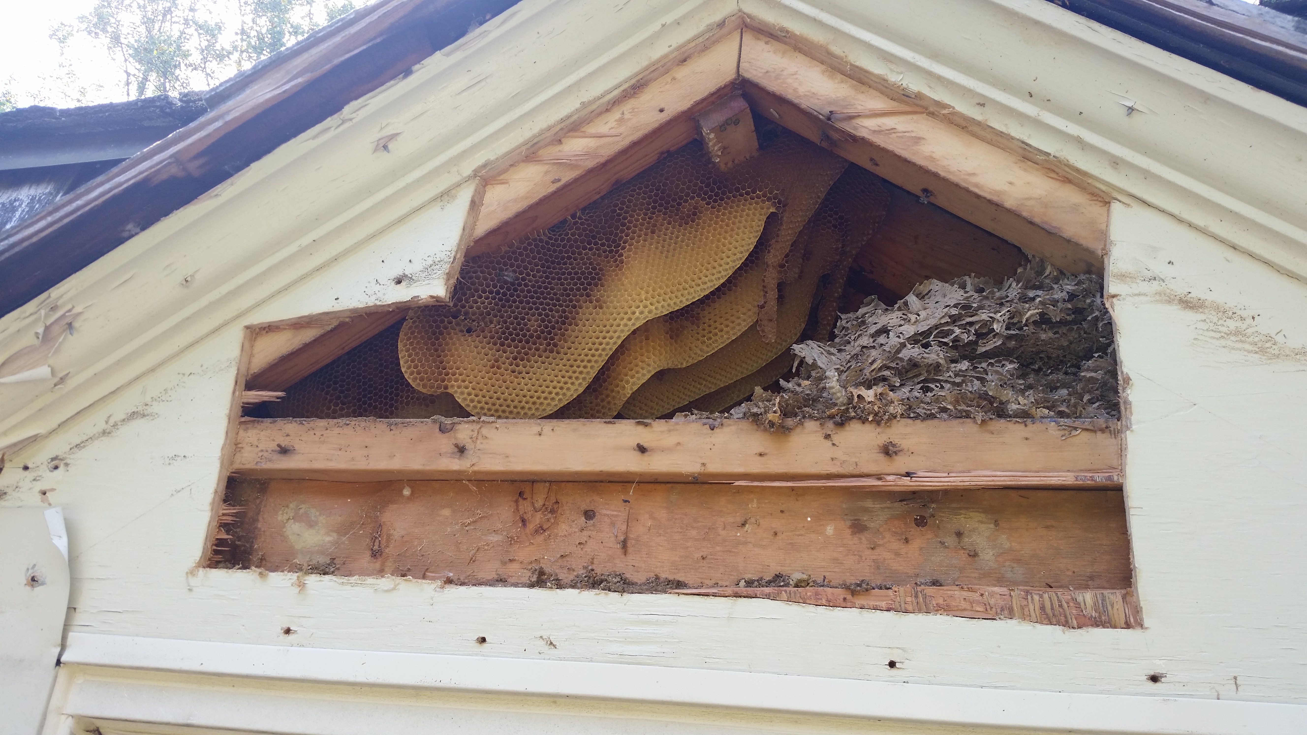 maryland bee removal