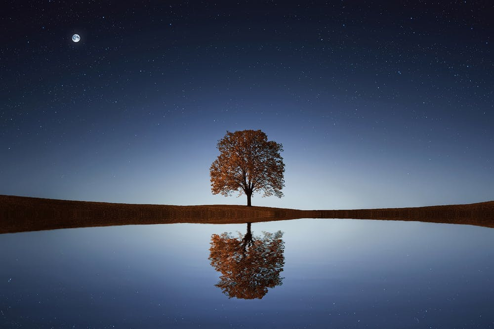 Lone tree by lake reflecting the tree and night sky