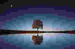 Lone tree by lake reflecting the tree and night sky