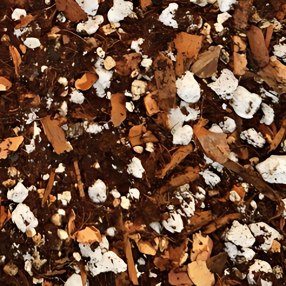 Thumbnail: Alocasia Mix