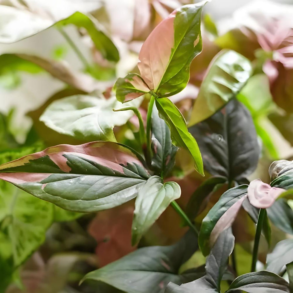 Thumbnail: Syngonium Mix — Well-Draining, Moisture-Retaining Soilless Potting Mix