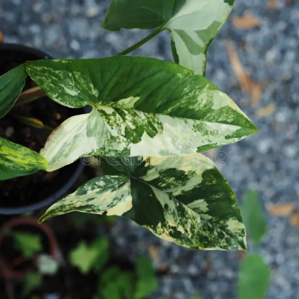 Thumbnail: Syngonium Mix — Well-Draining, Moisture-Retaining Soilless Potting Mix