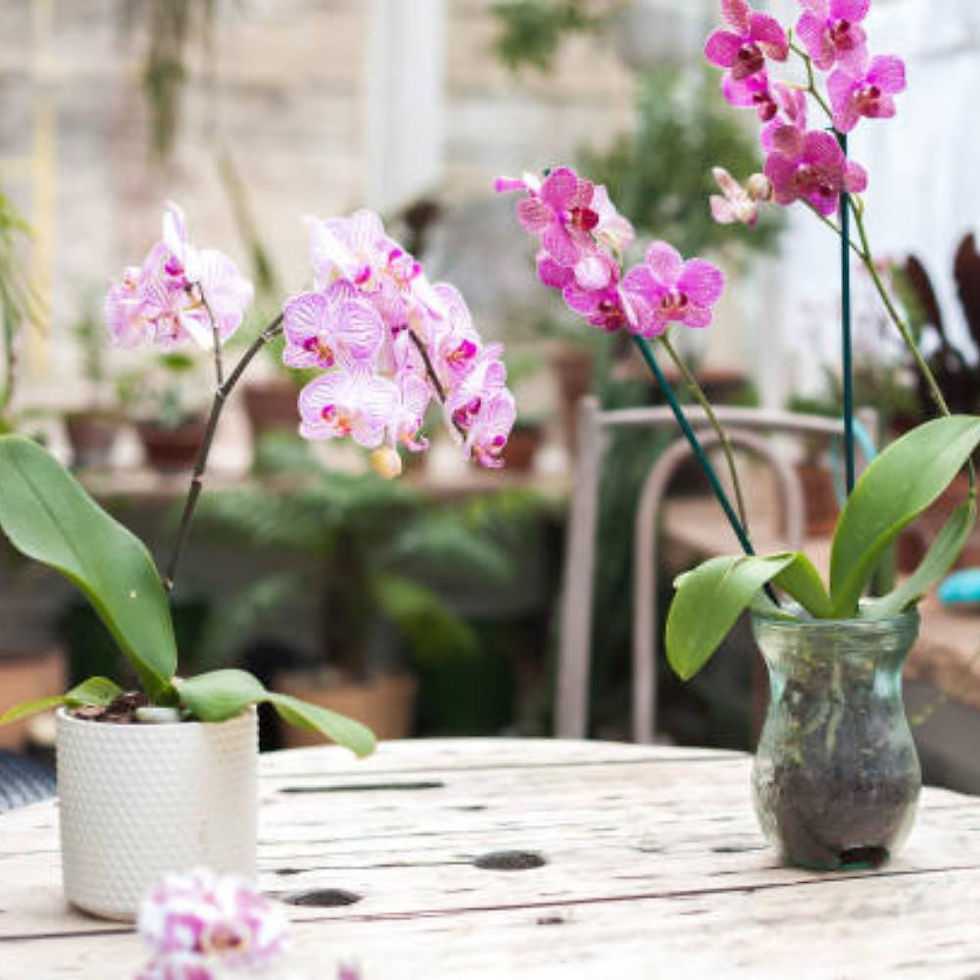 Thumbnail: Orchid Mix — Maximum Drainage, Ultra-Aerated Soilless Potting Mix