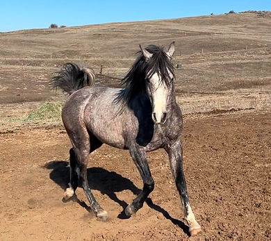 SpiritWind AhsahmMoon age 4 2-12-25_edited.jpg