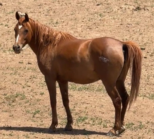 naszreen aka 2-2 5-29-25_edited.jpg