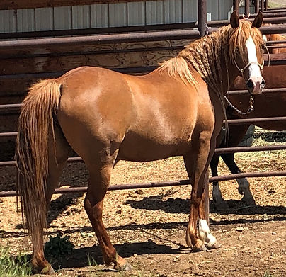 SpiritWind Hassana - BjDavison photo