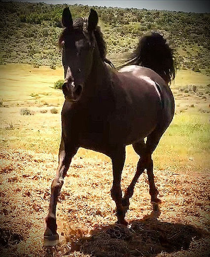 Sariah Sand SDA - -BjDavison photo