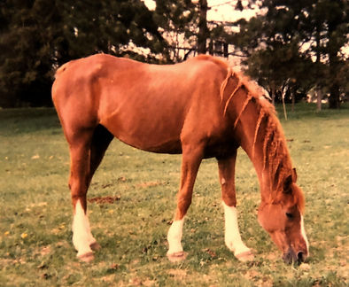 EDA Sahmantha 1999, age 19, grazing, BjDavison