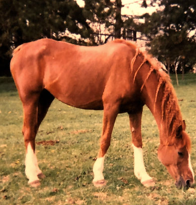 EDA Sahmantha 1999, age 19, grazing, BjDavison