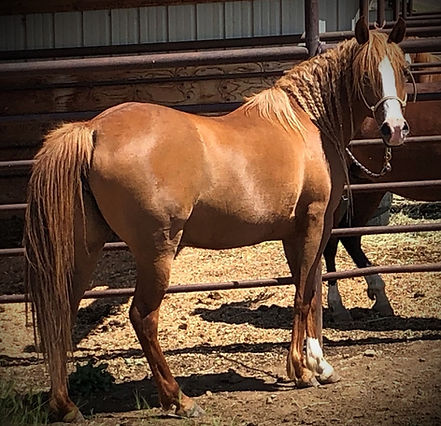 SpiritWind Hassana - BjDavison photo