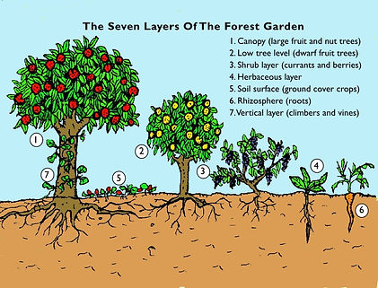 forestgardenpermaculturedesign.jpg
