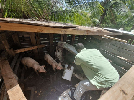 Farmers to take full advantage of emergency food production incentives