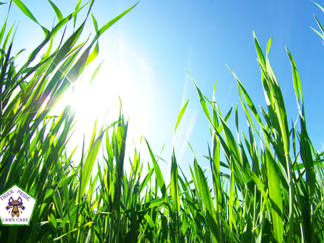 sunshine through the grass