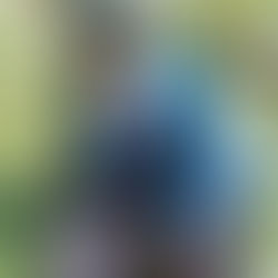 D.ARK'S CONTRACT WITH P NATION ENDS