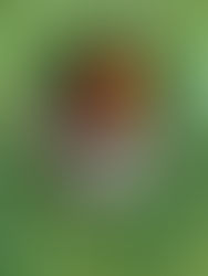 Compartilhando a História da Associação Brasileira de Bruxaria - 01/03/2022