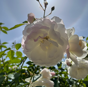 Fields of Consciousness: How Notions of Reality Shape Collective Evolution