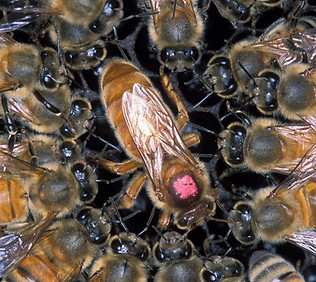 queen bee.jpg