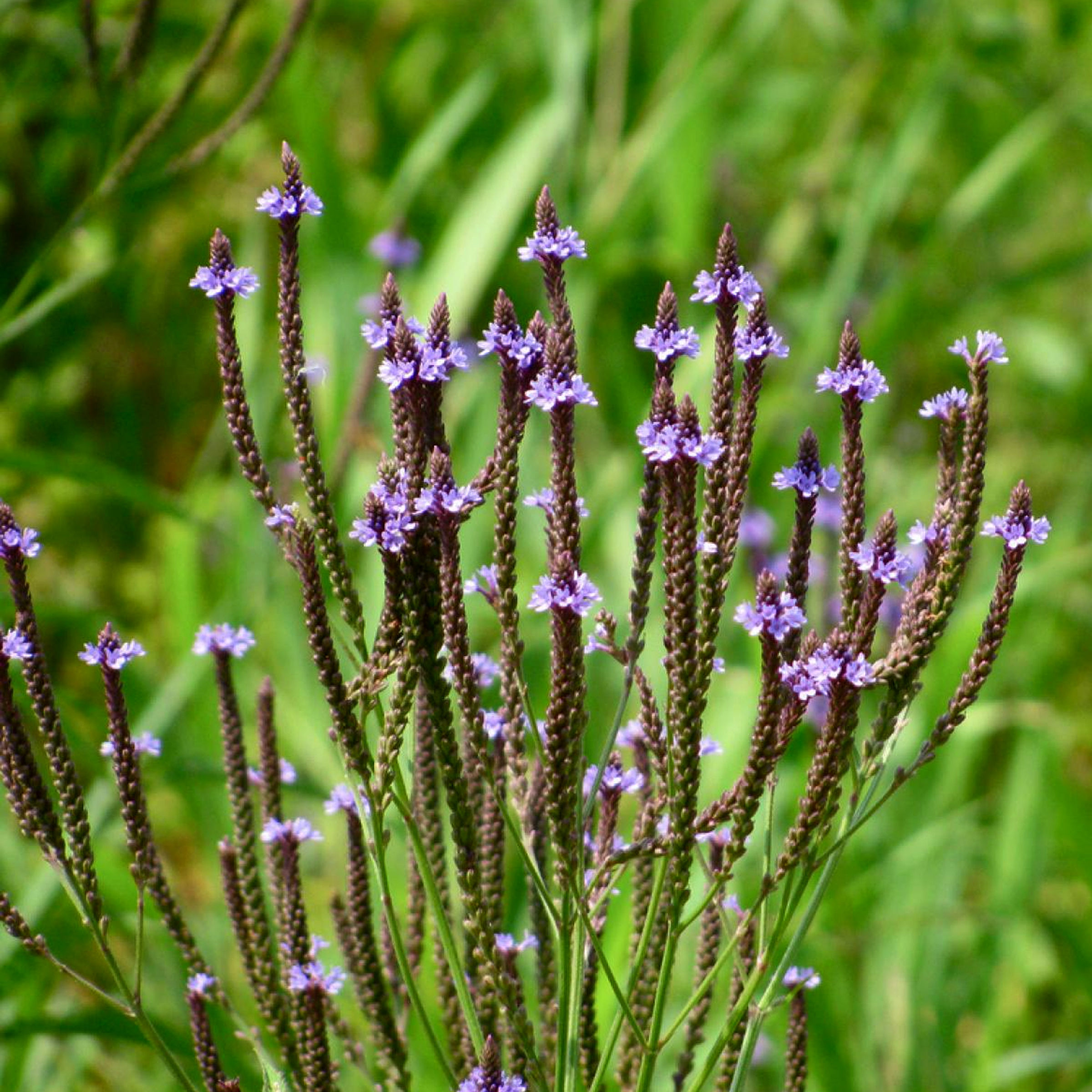 Verbena Essence