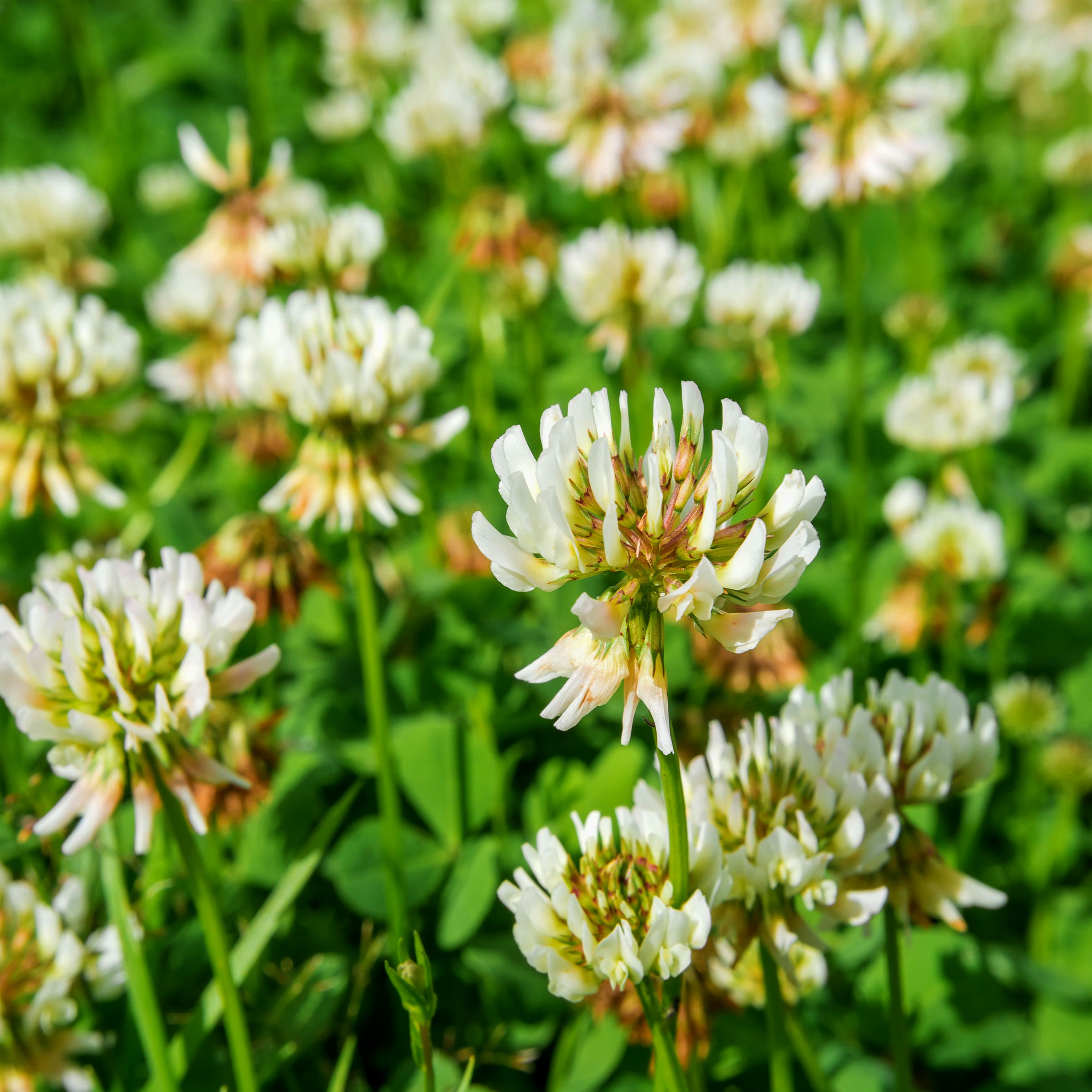 White Clover Essence