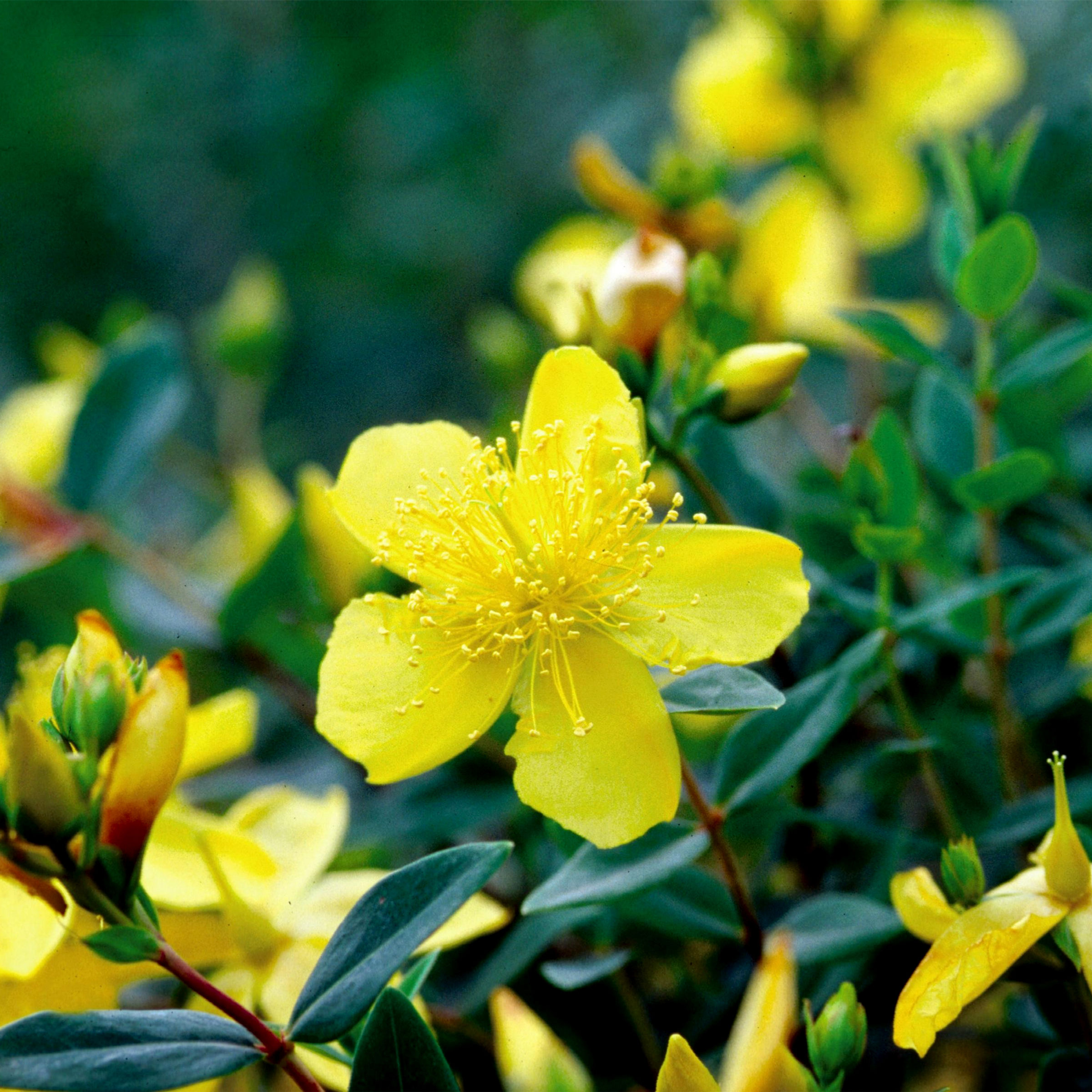 St John's Wort Essence