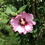 Thumbnail: Rose of Sharon Essence