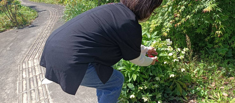 4月25日(木) 庭に咲いているお花
