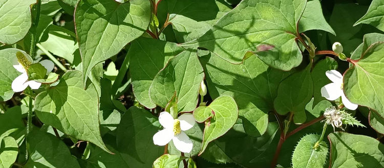 5月17日(金) 庭に咲いているお花(ドクダミ)