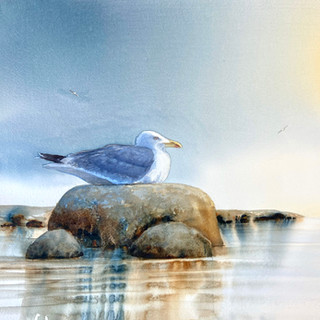 En trut ligger och vilar på en sten i havet. Stenen speglar sig i vattenet. Ljus från höger.