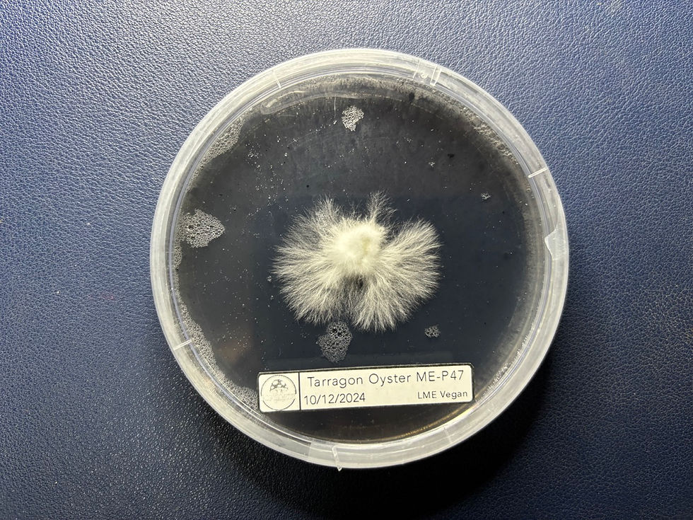 תמונה ממוזערת: צלחות פטרי מקצועיות