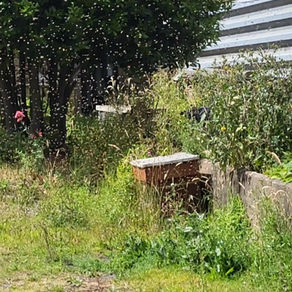 There's life in the old Hive...