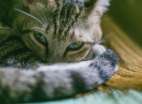 Animal Shelter Florida Socks Save Our Cats And Kittens