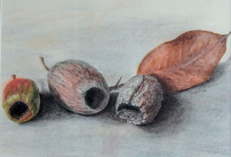 A charcoal realistic drawing of three gum nuts and a dry leaf. From ripe to dry - Eucalyptus gumnut. The gum nuts are depicted on three different stages of ripeness, from green to brown. The leaf is also brown and appears to be wilted.