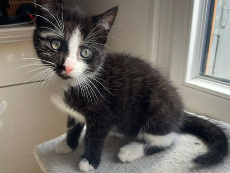 Patikas 🐈 Adopté