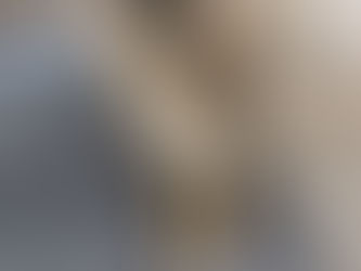 Châtaigne 🐈 - Adopté