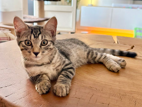 Bianca 😺 - Adopté