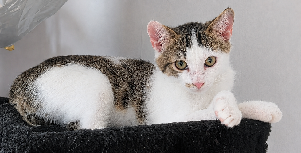 Cachou đș