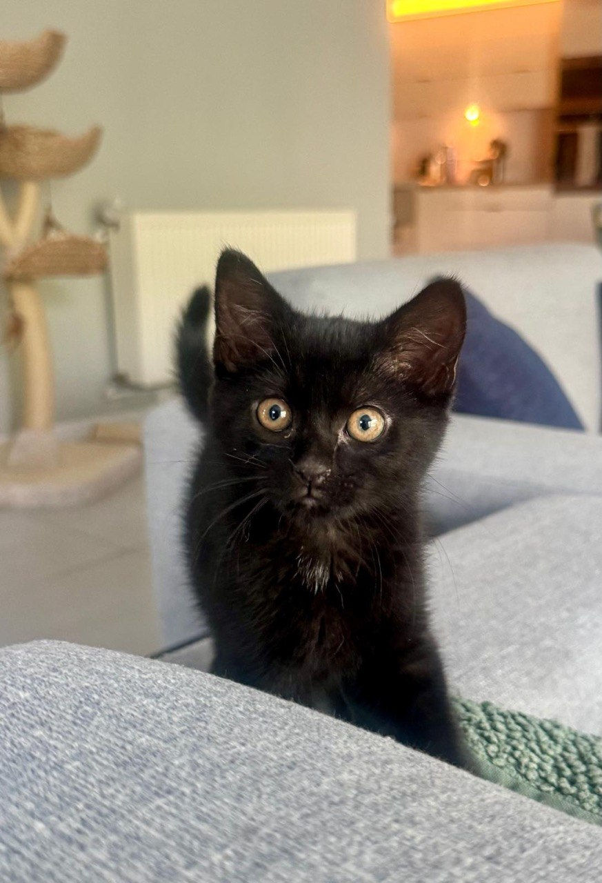 Nova 😺 