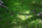 〼1studio-zen-minimal-architecture_moss-garden1_16x20.jpg