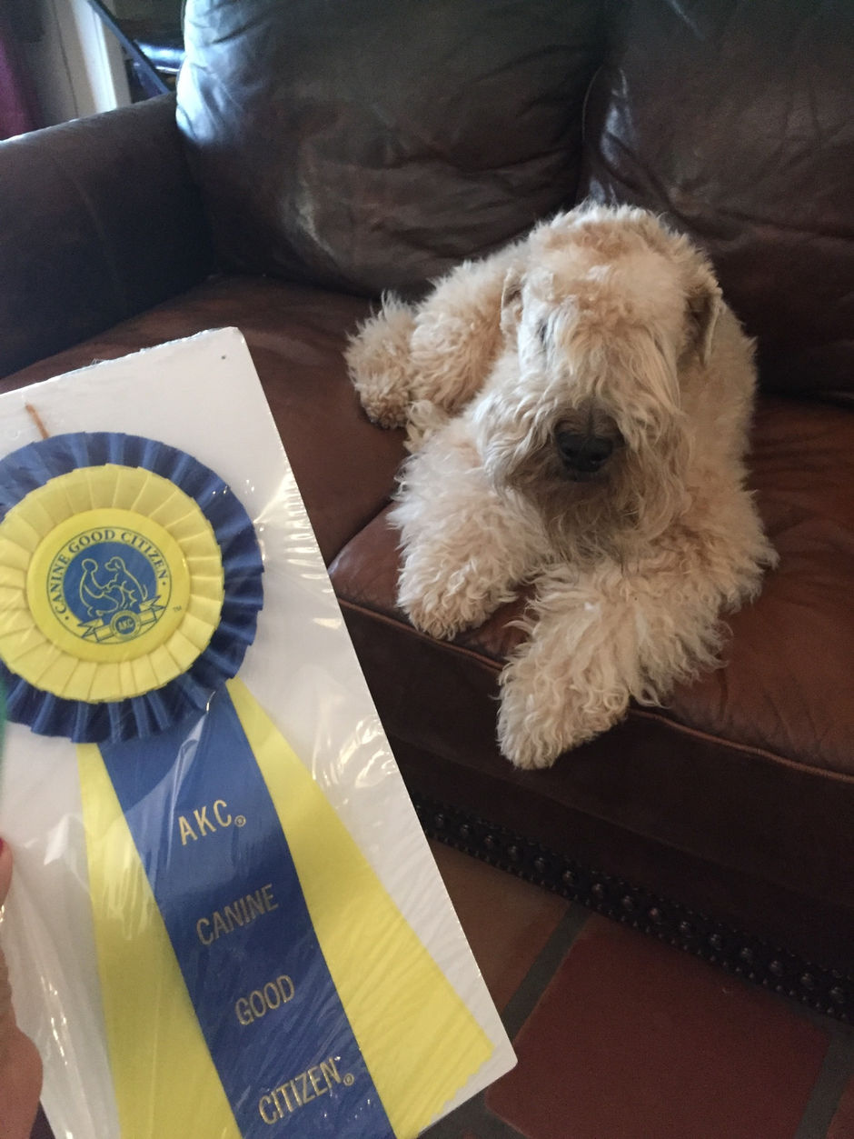 Canine Good Citizen