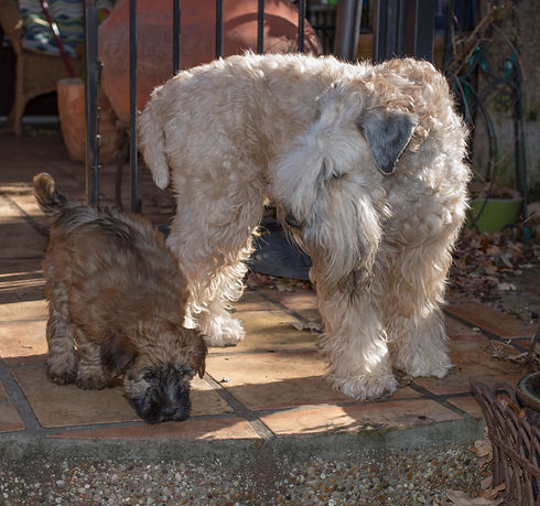 Puppies (1 of 1)-91.JPG