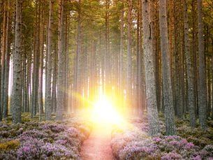 Trauer & Neuorientierung – Halt finden, Schritt für Schritt