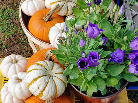 October 9 Market Day