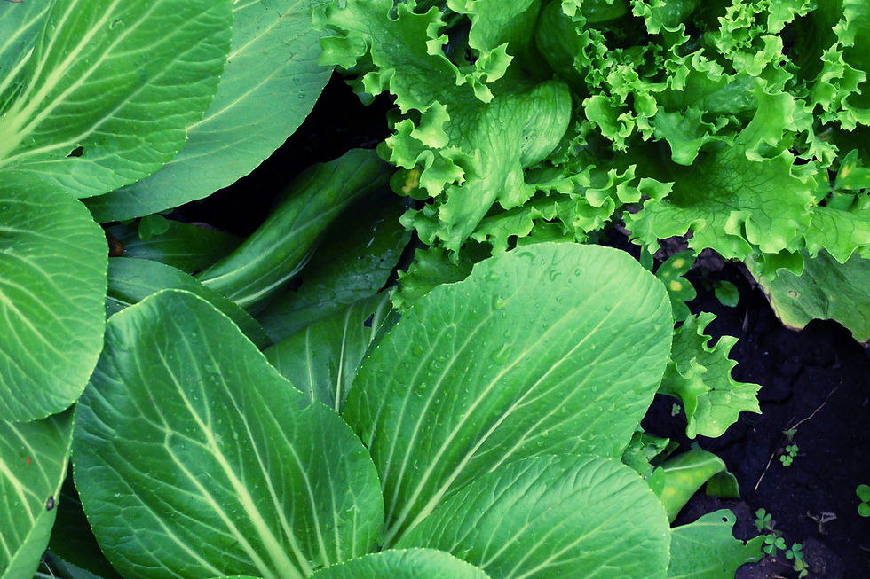 bok choi