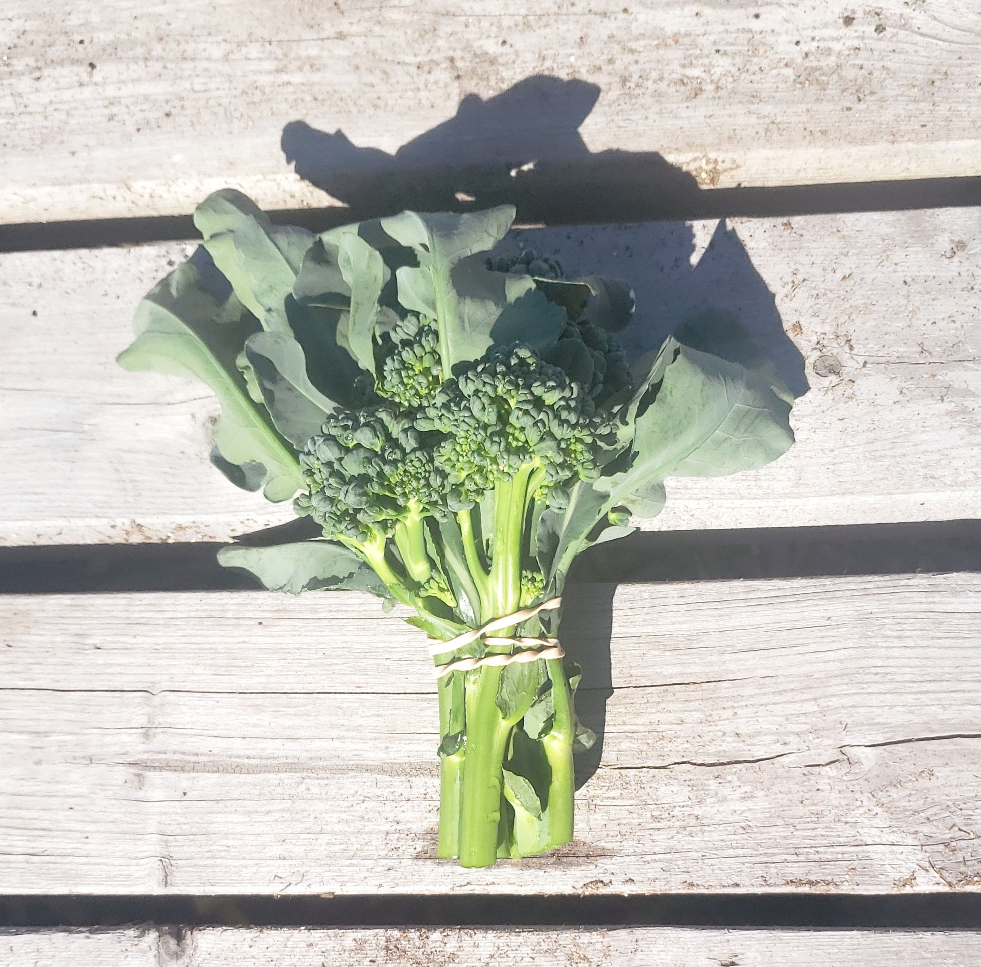 Broccolini